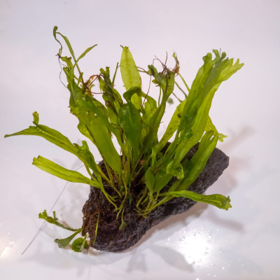 Папоротник таиландский Винделова S, на лаве